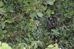 Sonneratia caseolaris